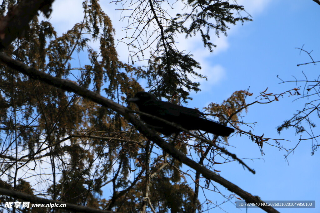 枝头鸟影 蓝天绿树相伴