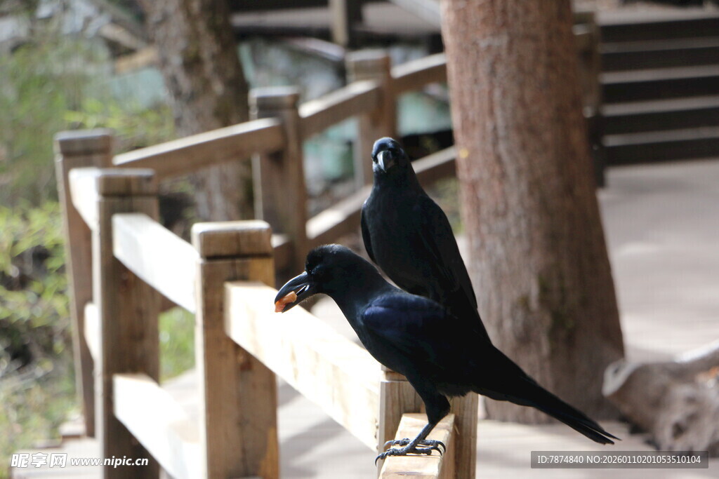 两只黑鸟立于木栏处