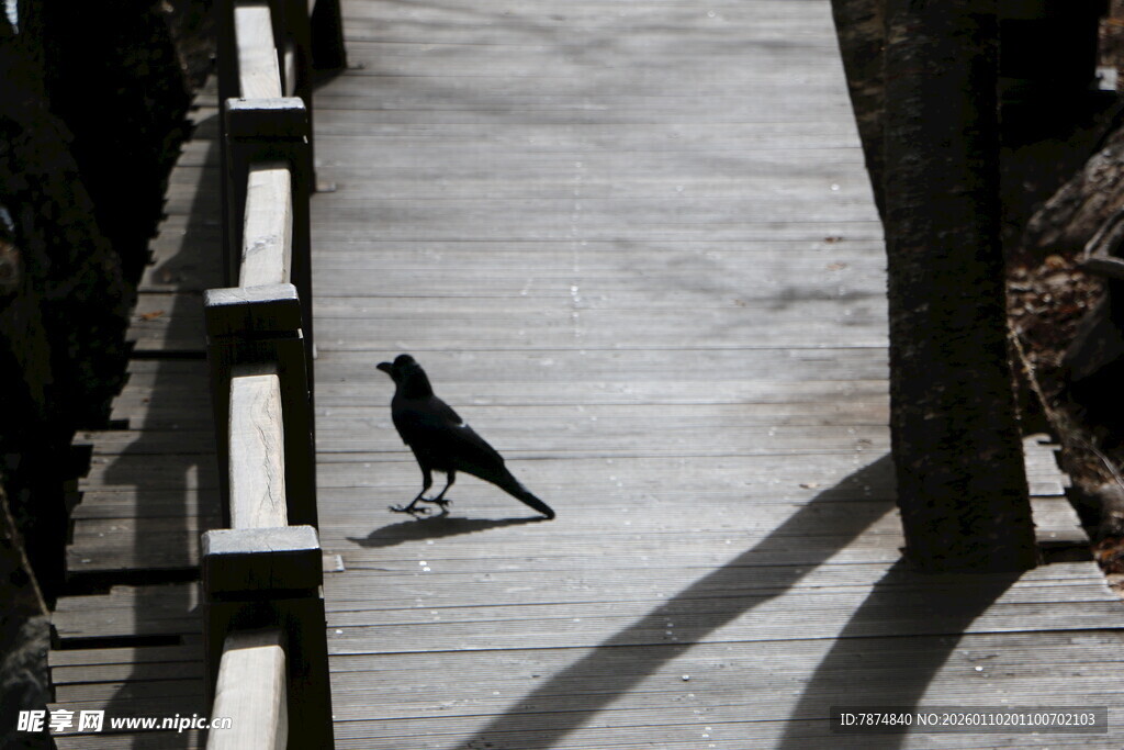小路上的独行鸟