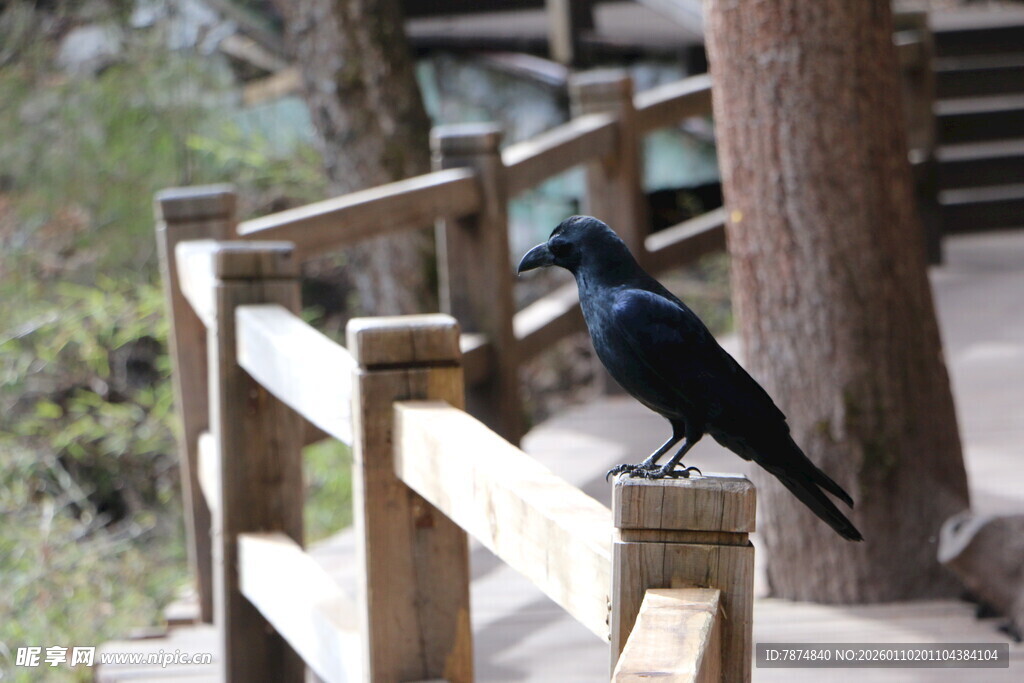 木栏上的黑鸟