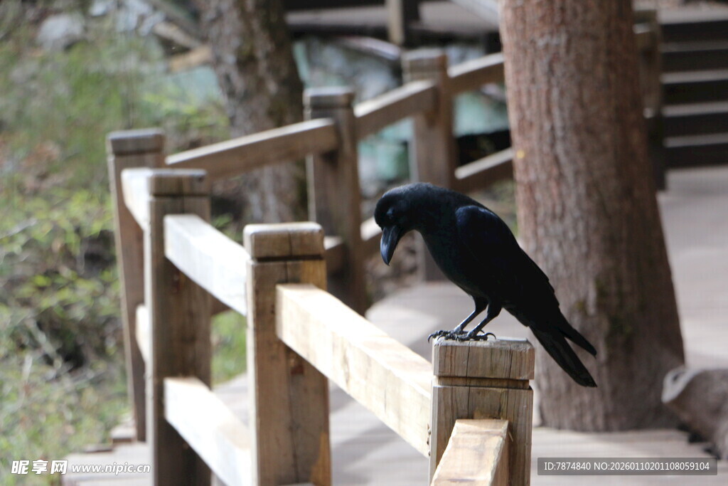木栈道上的黑鸟