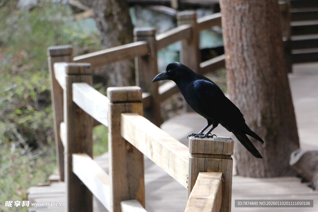 木栏上的黑鸟