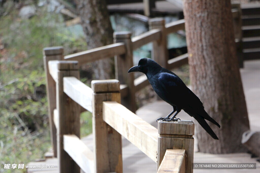 木栈道上的黑鸟