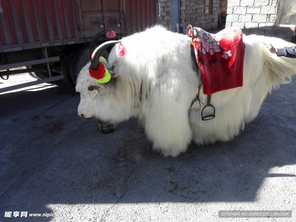 装饰华丽的白色牦牛
