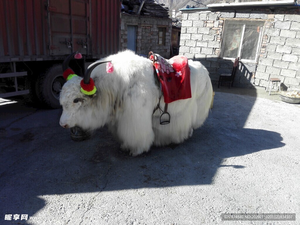 装饰牦牛站立于户外