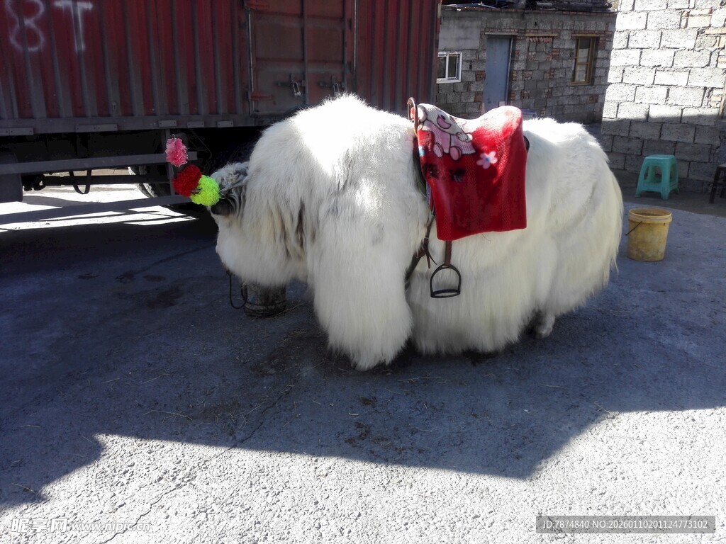 身披鞍具的白色牦牛