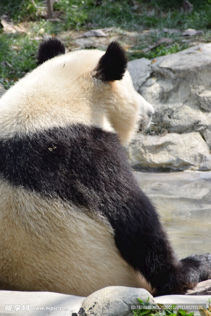 悠闲大熊猫背影