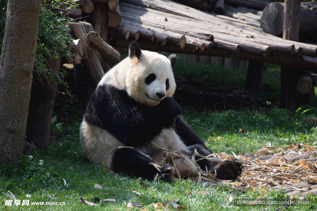 熊猫悠闲坐于草地