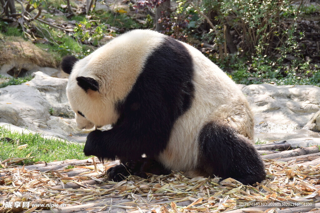 憨态可掬的大熊猫进食