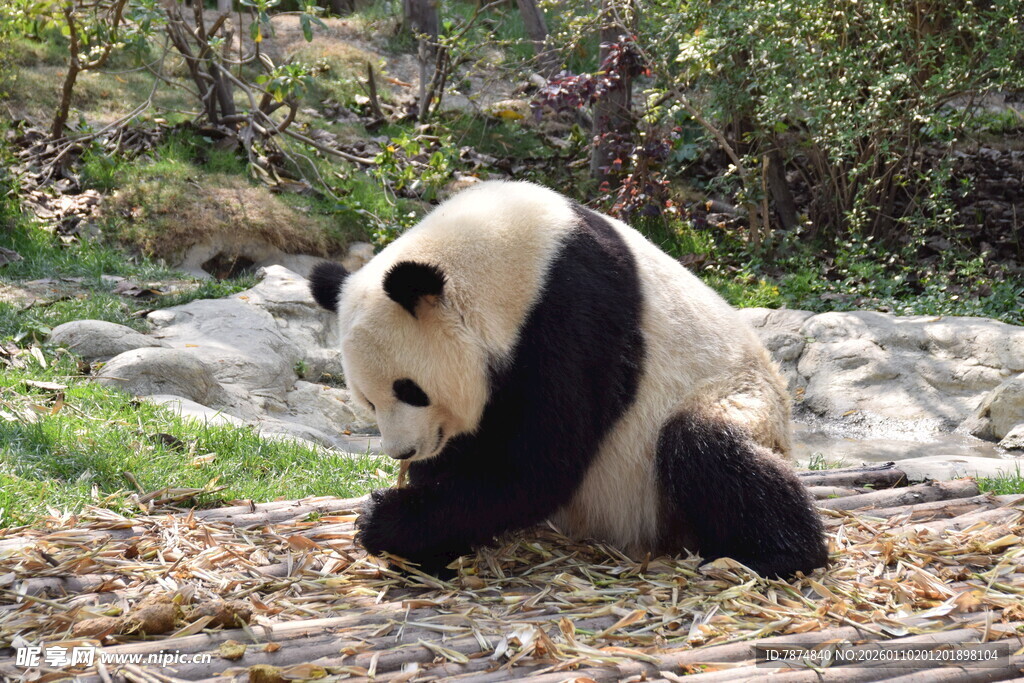 熊猫于户外低头专注进食
