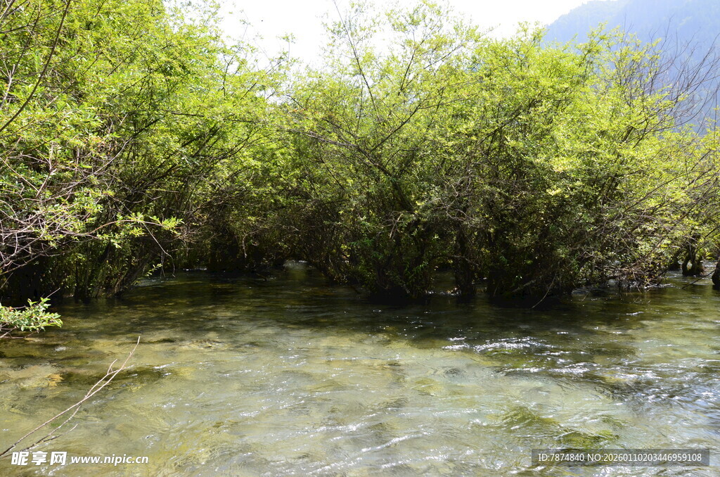 溪边繁茂的绿色灌木丛