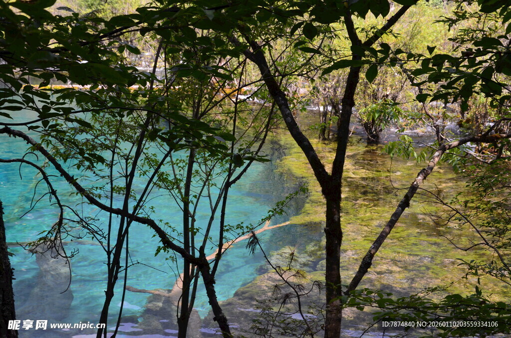 森林中的幽蓝澄澈湖水