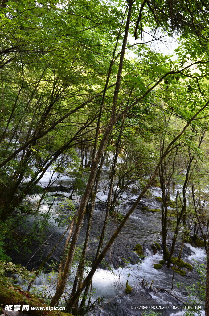 山林间潺潺溪流的自然美景
