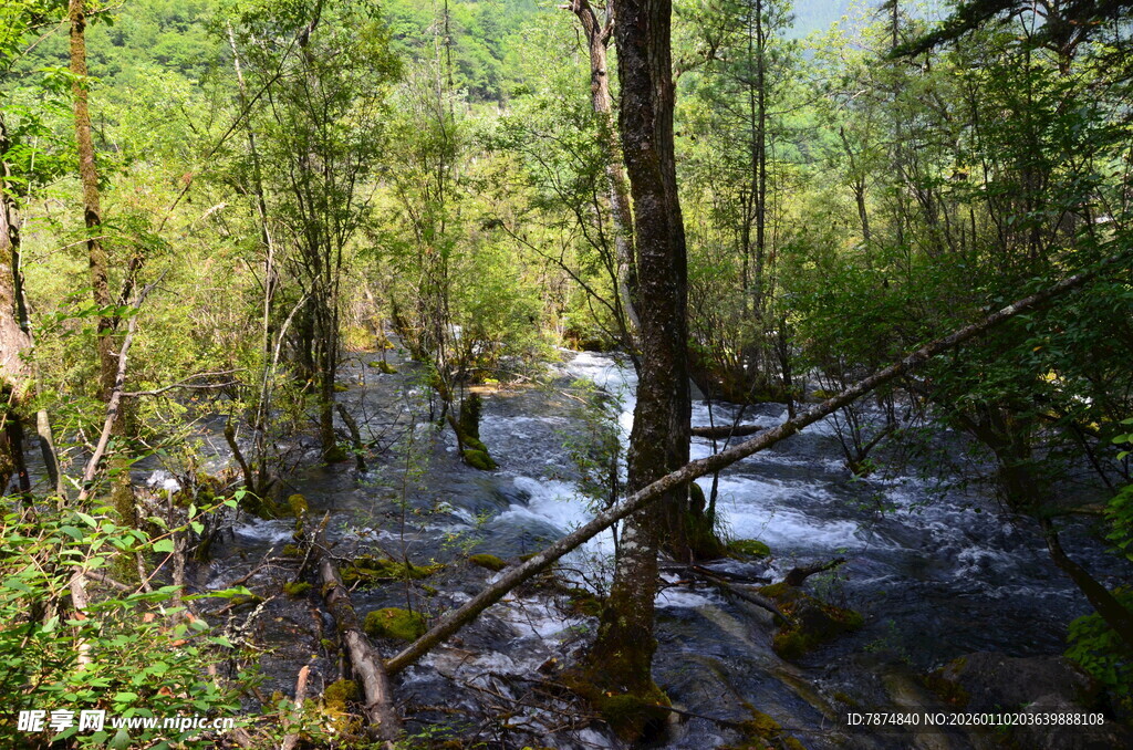 森林中的潺潺溪流
