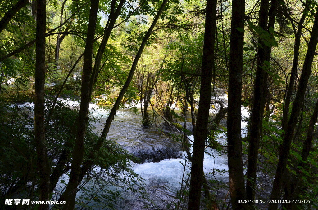 林间溪流 绿意盎然的景致