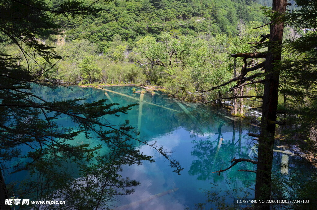 森林中的梦幻蓝湖