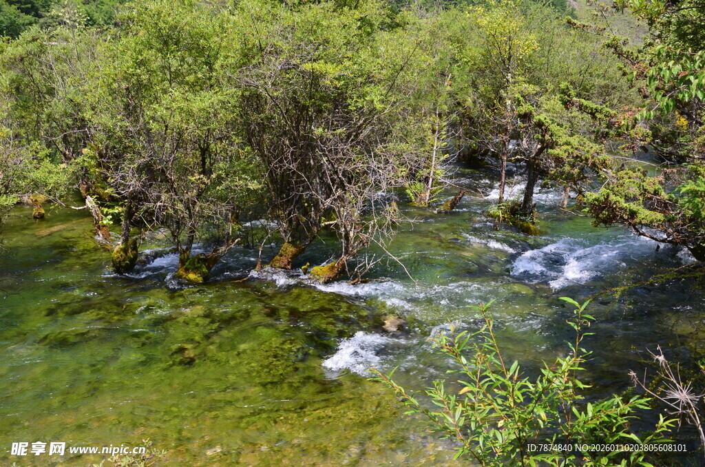 山间溪流 绿意盎然的景致