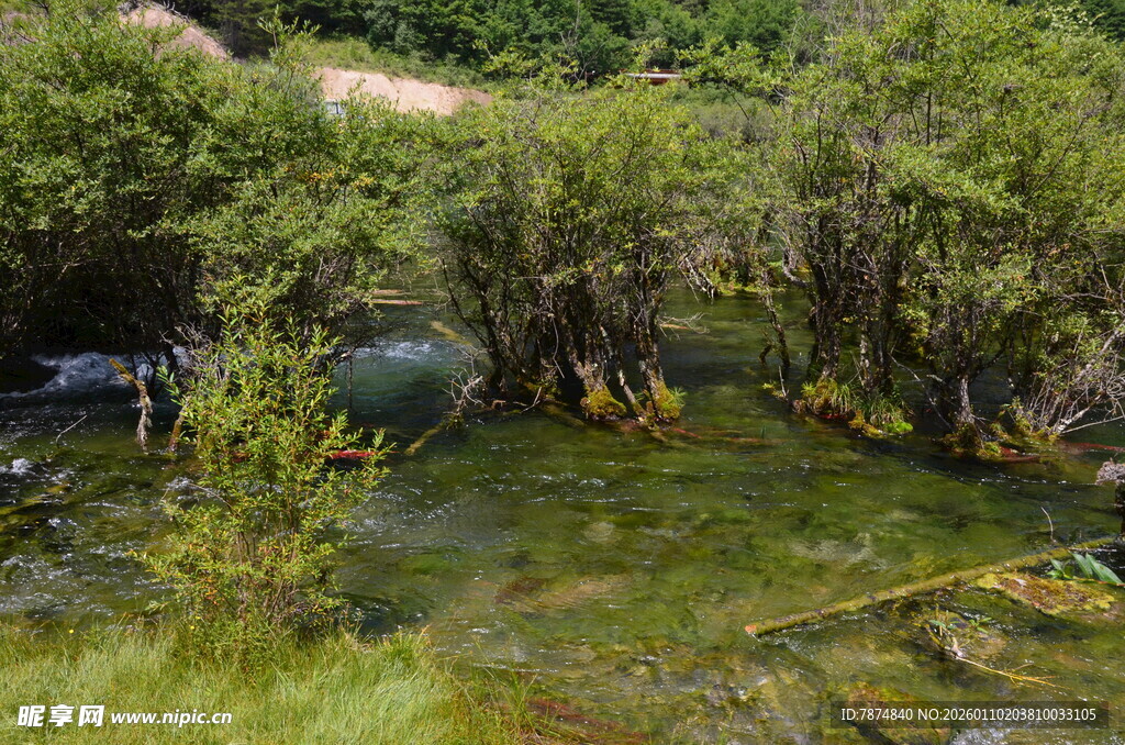 溪边葱郁草木与潺潺流水
