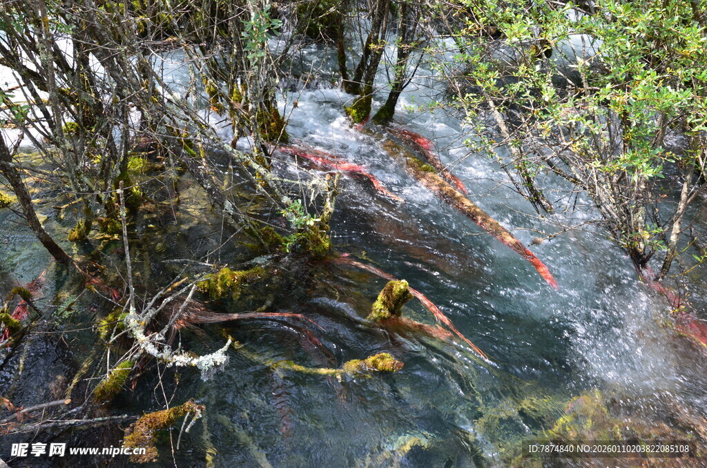 山间清澈溪流与繁茂植被