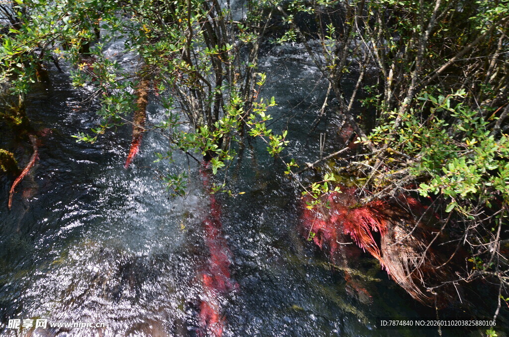 山间溪流旁的绿植与红叶