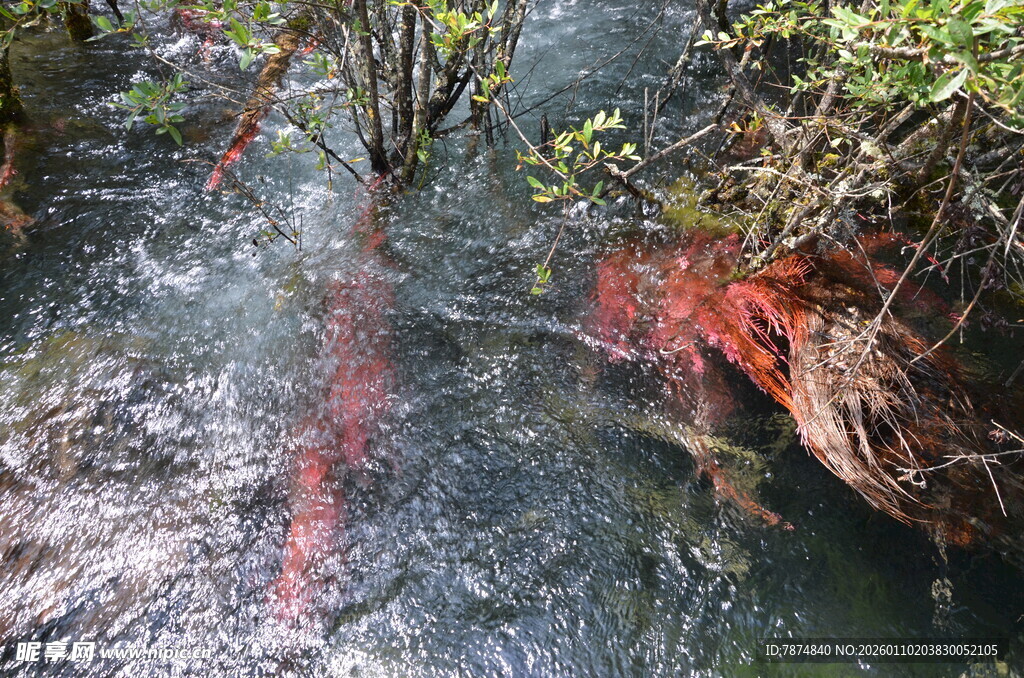 山间溪流中的红叶与枯枝
