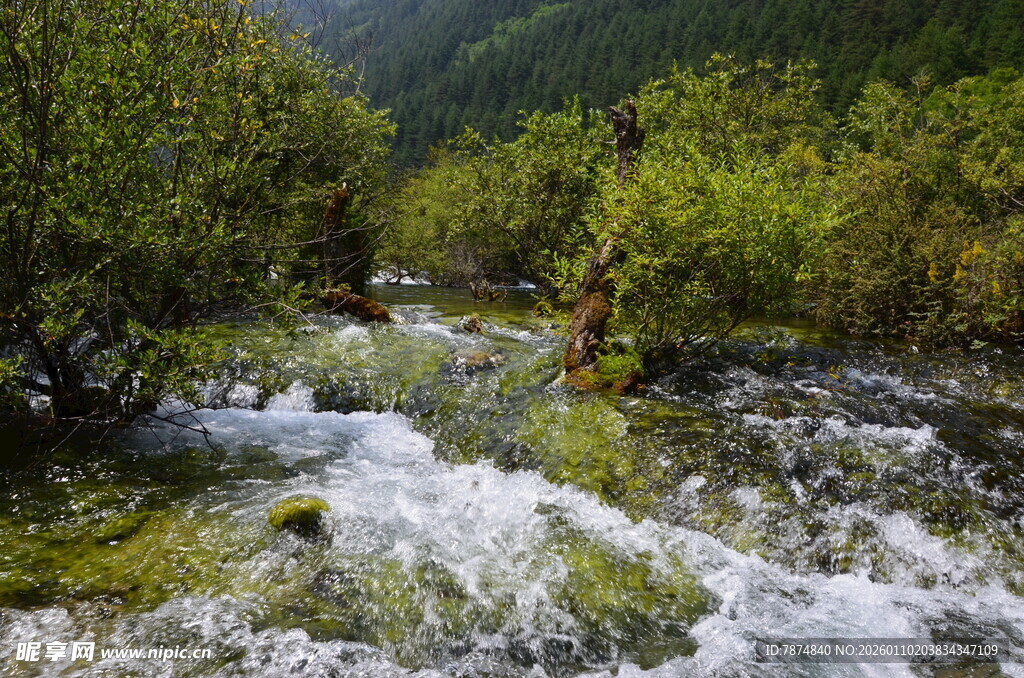 山间溪流穿林而过