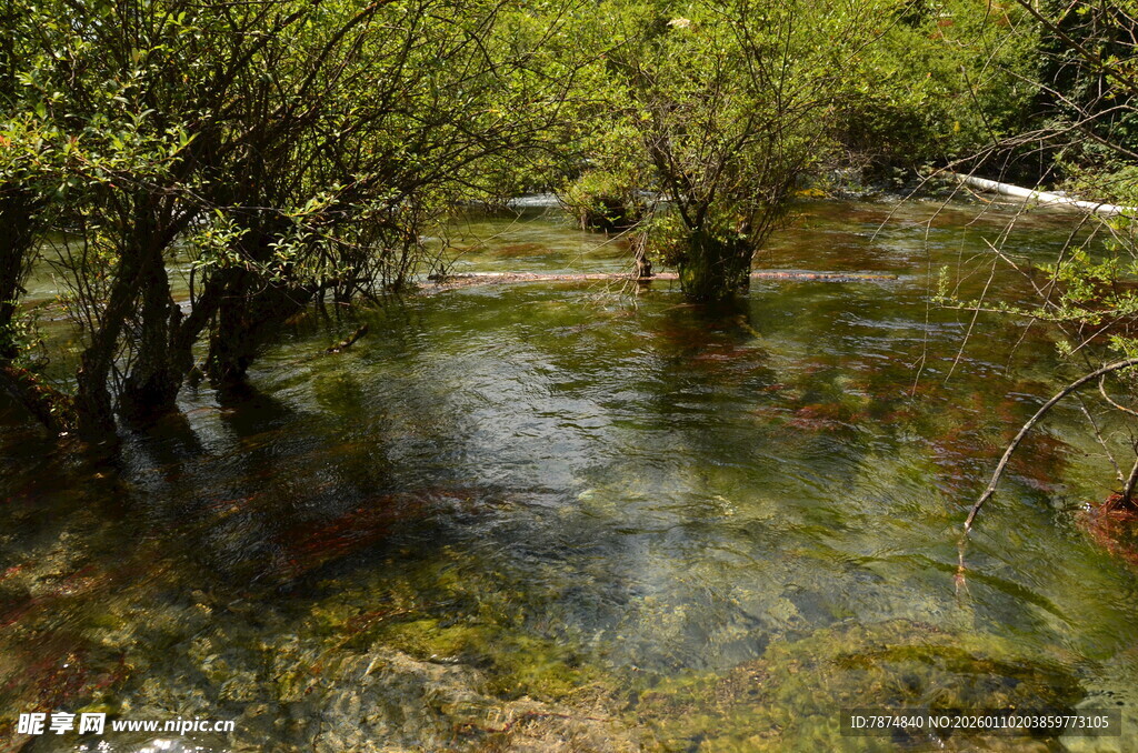 溪边葱郁树木与清澈流水