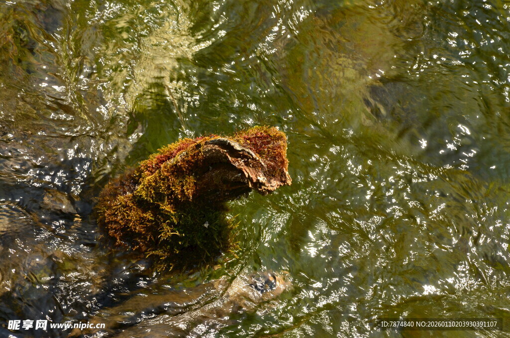 水中的毛茸茸物体