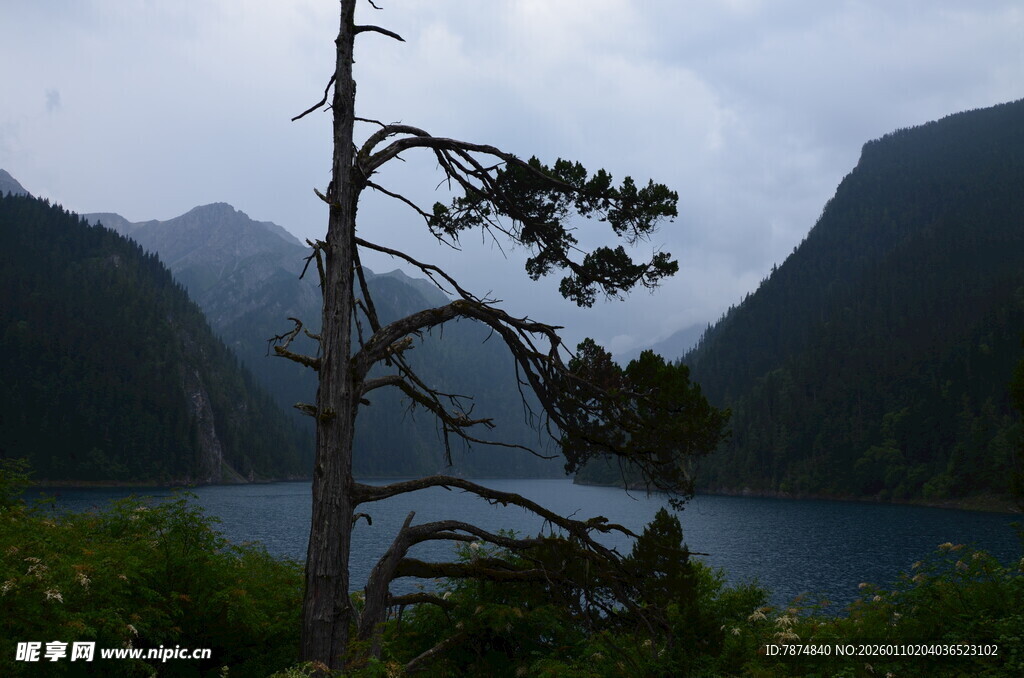 湖畔孤松伴青山