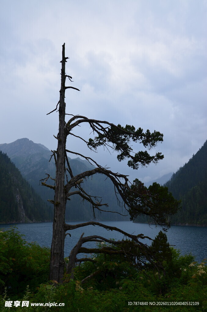 湖畔孤松 远山云雾景致