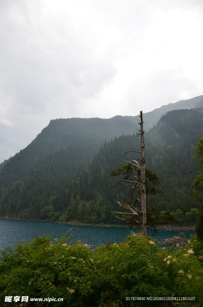 湖畔枯树与远山美景