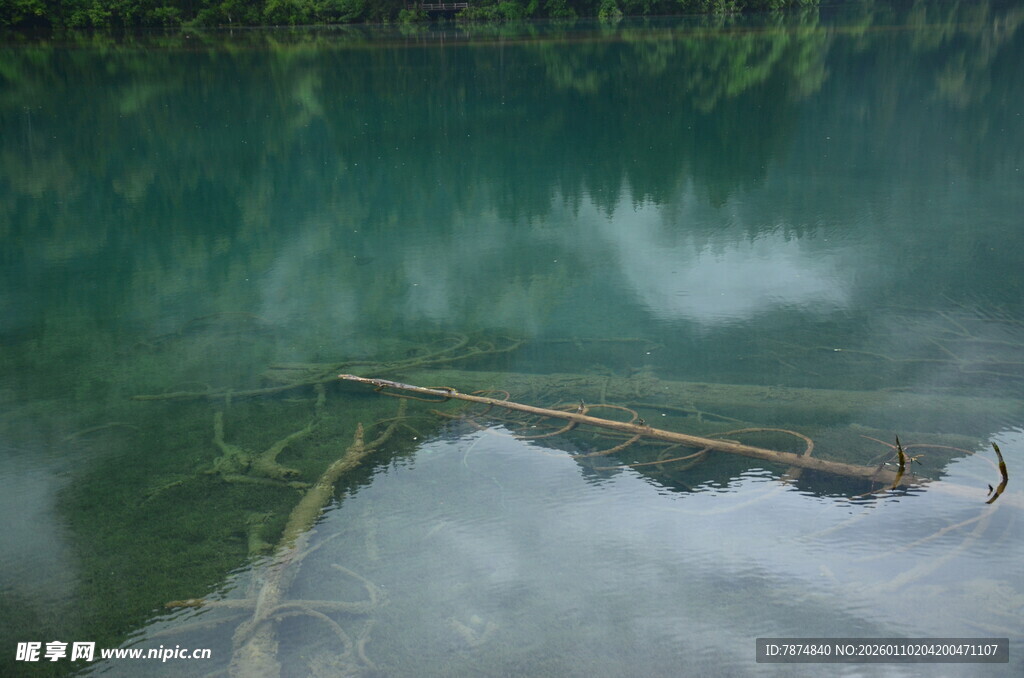 清澈湖底的漂浮枯木