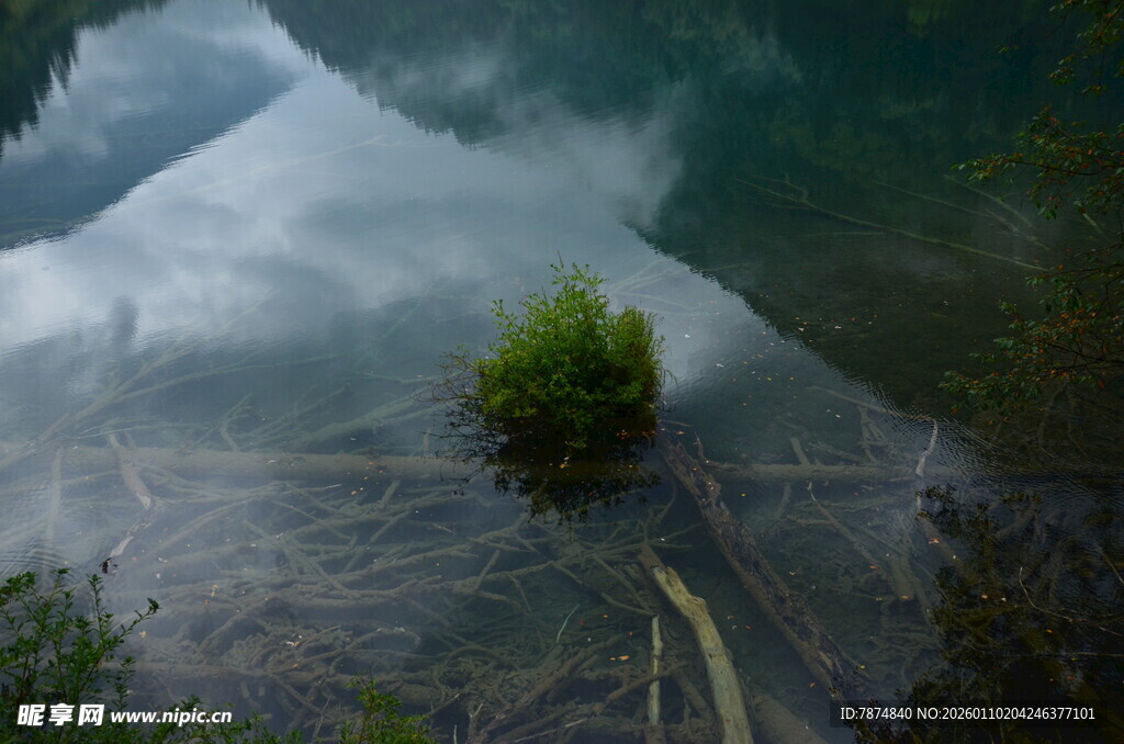 水中孤植绿意景观
