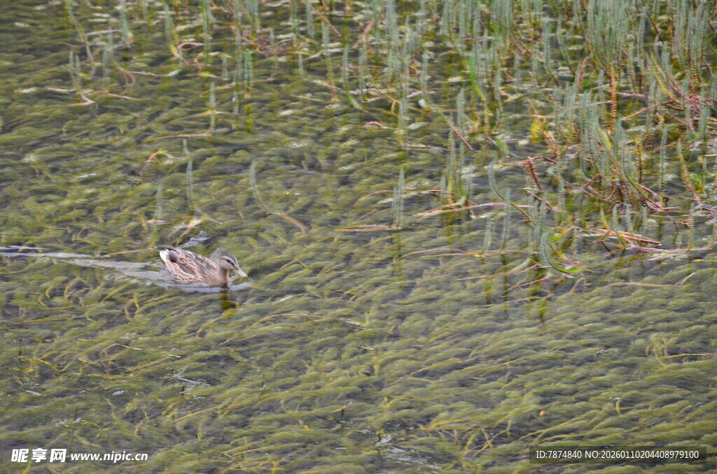 水中游弋的野鸭