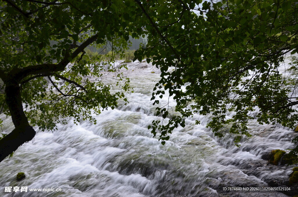 湍急溪流穿林而过