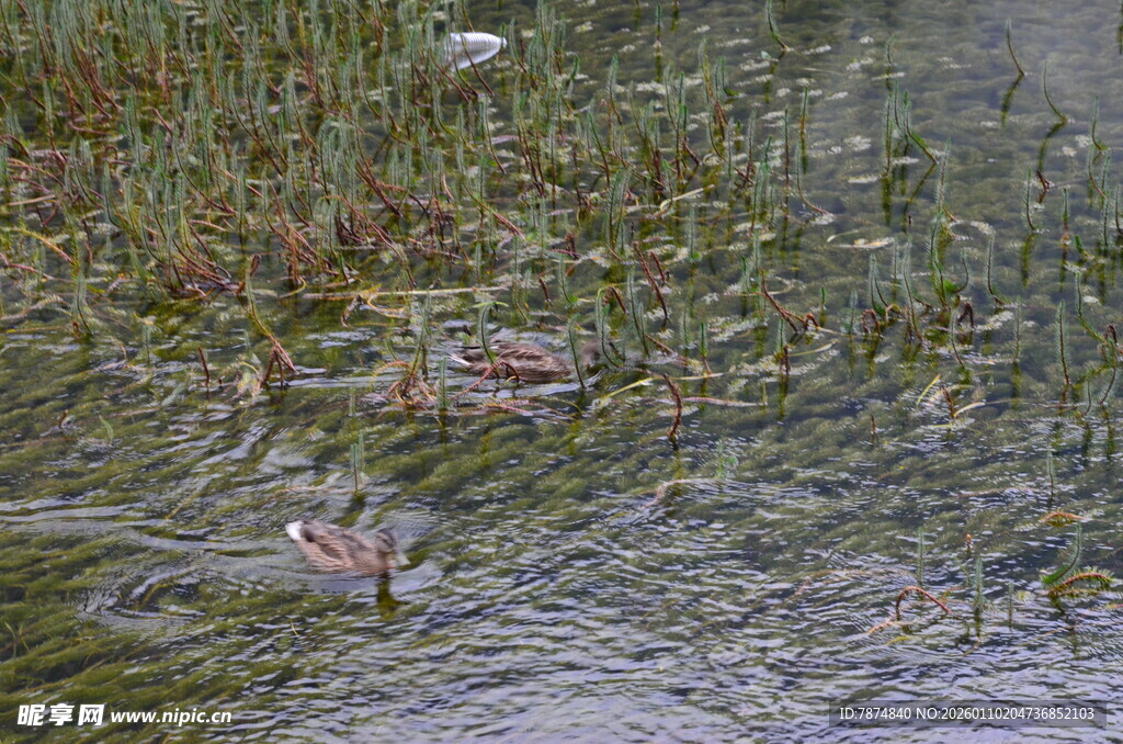 湿地浅滩中的水生植物