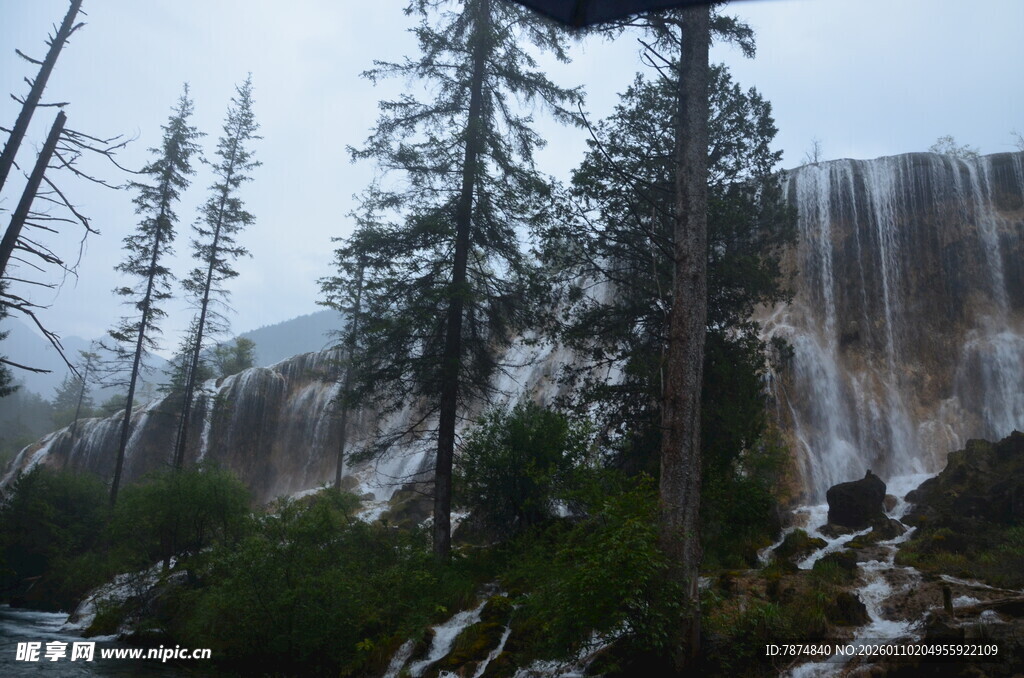 山间瀑布旁的挺拔树木