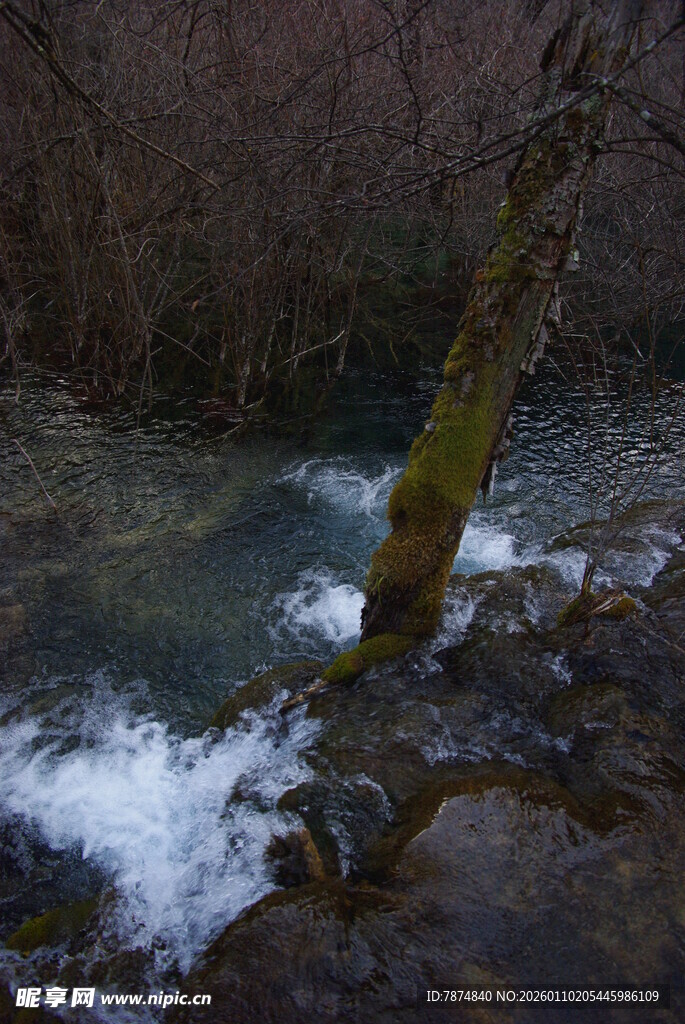 山间溪流与倾斜树干景观
