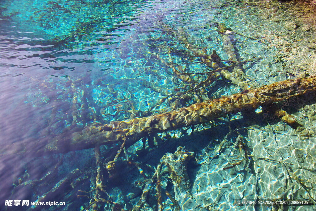 水下枯木的奇幻光影世界