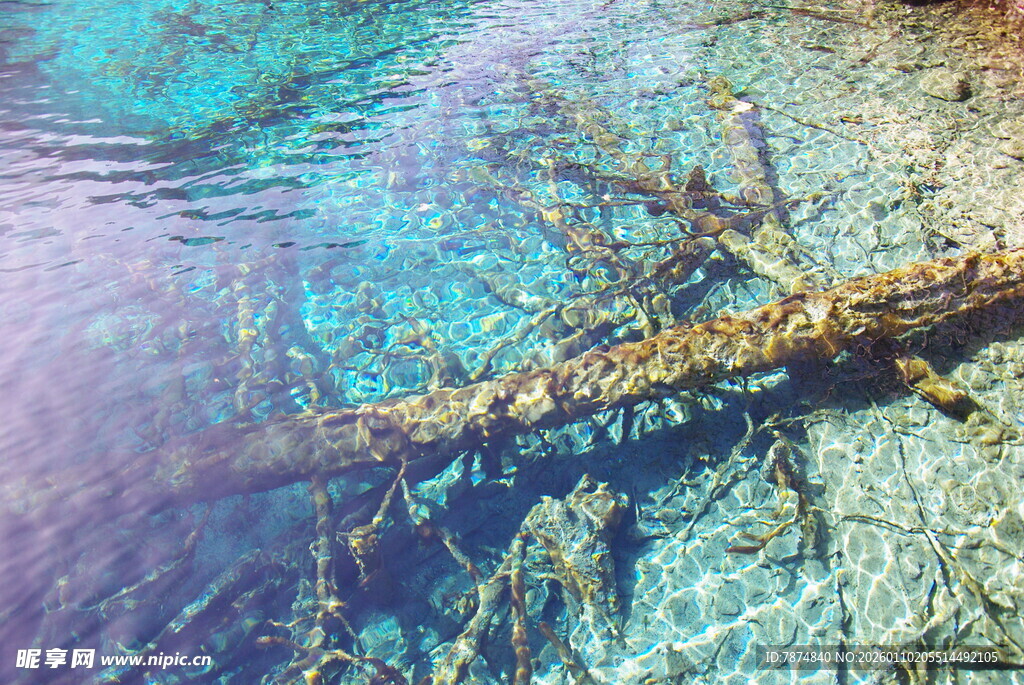 水下枯木的奇幻景象