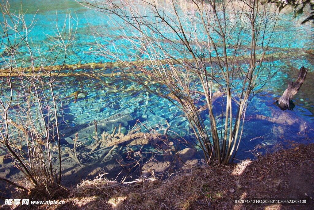 清澈水域旁的枯木景观