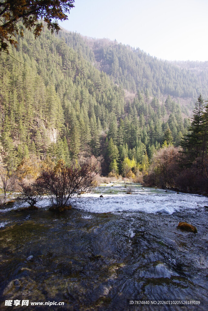 山间溪流旁的森林美景