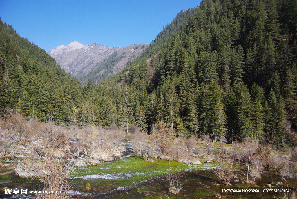 山间森林溪流美景