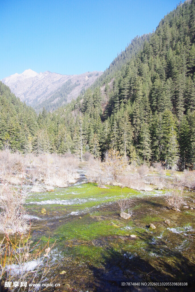 山间溪流旁的茂密森林