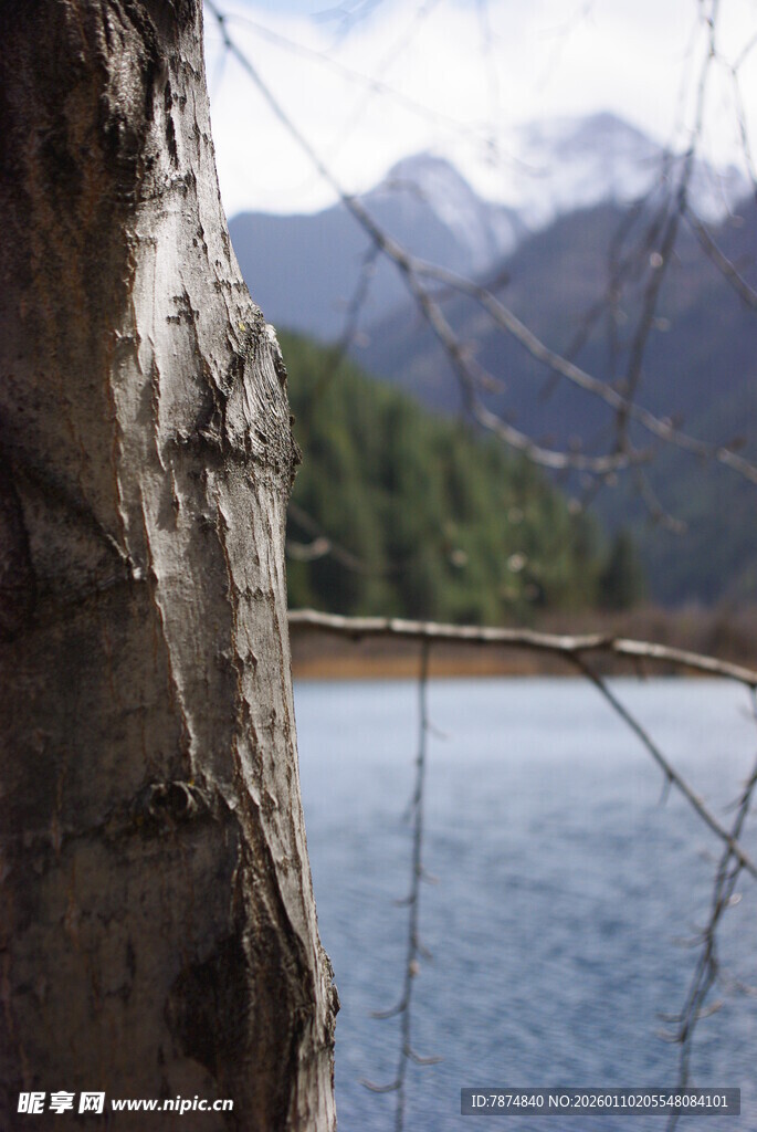透过树干望山水美景