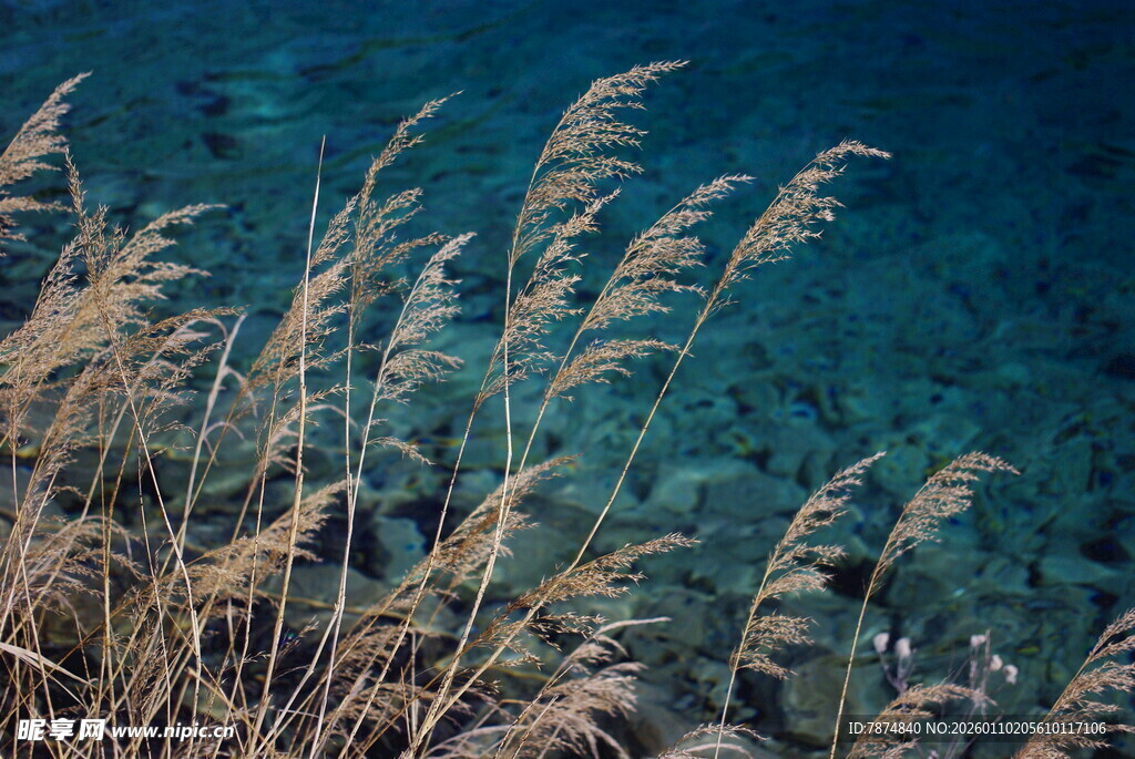 海边摇曳的芦苇