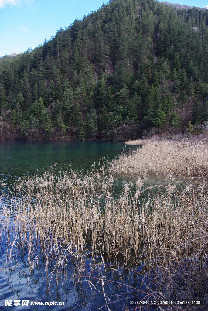 湖畔芦苇与青山美景