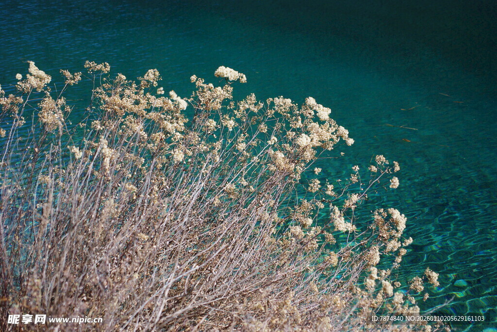 海边枯枝与飞翔海鸟