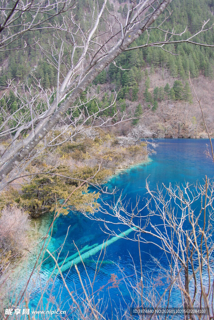 蓝湖与枯木的自然景致