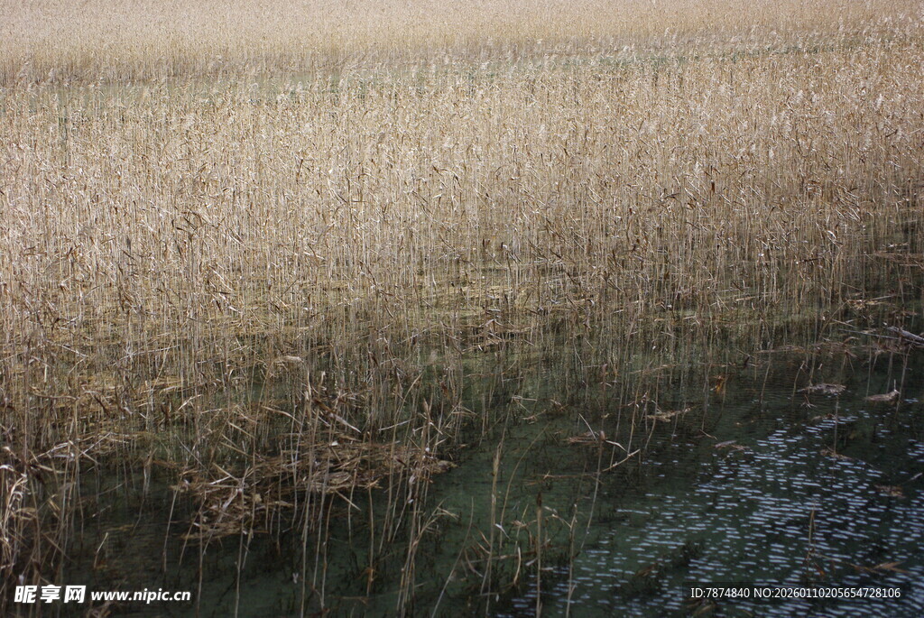 秋日芦苇荡美景